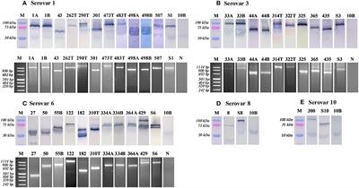 <mark class="highlighted">Ureaplasma</mark> Species Multiple Banded Antigen (MBA) Variation Is Associated with the Severity of Inflammation In vivo and In vitro in Human Placentae